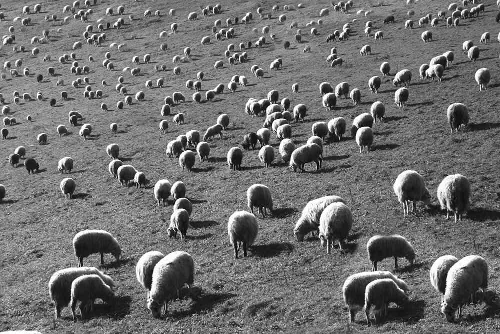 Ružín+ovce-CB up1.jpg